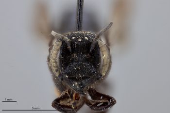 Media type: image;   Entomology 791079 Aspect: head frontal view